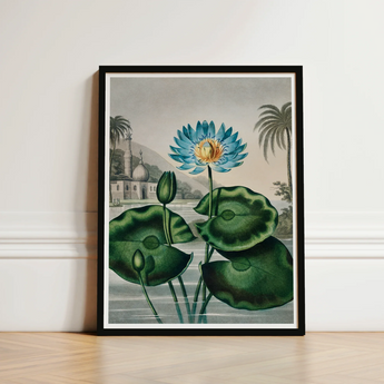 Blue Egyptian Water Lily - Robert John Thornton Art Print / Canvas Framed Botanical Illustration Vibrant Lotus Flower Yellow, Masterfully