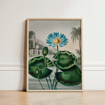 Blue Egyptian Water Lily - Robert John Thornton Art Print / Canvas Framed Botanical Illustration Vibrant Lotus Flower Yellow, Masterfully