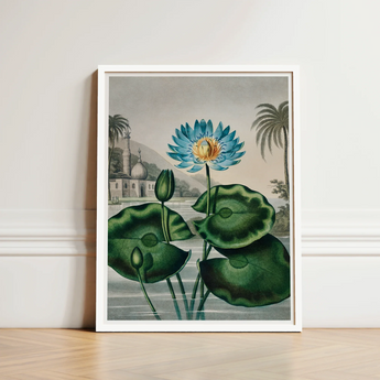 Blue Egyptian Water Lily - Robert John Thornton Art Print / Canvas Framed Botanical Illustration Vibrant Lotus Flower Yellow, Masterfully
