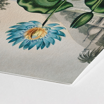 Blue Egyptian Water Lily - Robert John Thornton Art Print / Canvas Detailed Illustration Golden Center Green, Masterfully Prints
