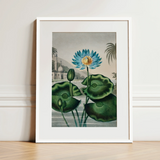 Blue Egyptian Water Lily - Robert John Thornton Art Print / Canvas, 12x16’’ / 31x41cm / White Frame / Matboard, Posters Prints & Visual
