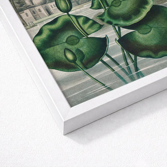 Blue Egyptian Water Lily - Robert John Thornton Art Print / Canvas Framed Botanical Illustration Detailed Green Pads Buds, Masterfully