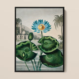 Blue Egyptian Water Lily - Robert John Thornton Art Print / Canvas Framed Botanical Illustration Vibrant Blue Lotus Flower Orange Robert