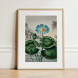 Blue Egyptian Water Lily - Robert John Thornton Art Print / Canvas Framed Botanical Illustration Vibrant Blue Lotus Flower Yellow Robert