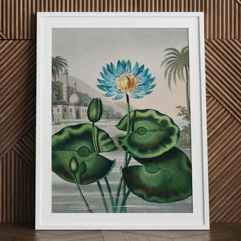 Blue Egyptian Water Lily - Robert John Thornton Art Print / Canvas Framed Botanical Illustration Vibrant Blue Lotus Flower Yellow Robert