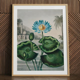 Blue Egyptian Water Lily - Robert John Thornton Art Print / Canvas Framed Botanical Illustration Vibrant Blue Lotus Flower Yellow Robert
