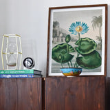 Blue Egyptian Water Lily - Robert John Thornton Art Print / Canvas Framed Botanical Print Blue Lotus Flower Large Green Robert John