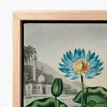 Blue Egyptian Water Lily - Robert John Thornton Art Print / Canvas Framed Detailed Illustration Vibrant Lotus, Masterfully Prints