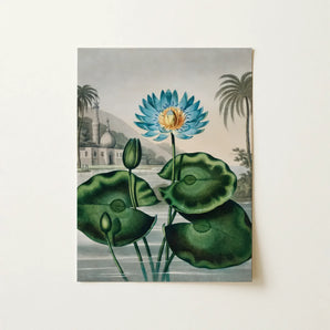 Blue Egyptian Water Lily - Robert John Thornton Art Print / Canvas, Robert John Thornton, Blue Egyptian, John Thornton Masterfully