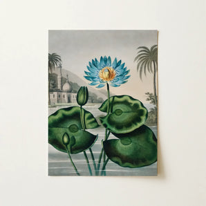 Blue Egyptian Water Lily - Robert John Thornton Art Print / Canvas, 12x16’’ / 31x41cm / Unframed / no Border, Posters Prints & Visual