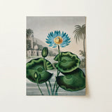 Blue Egyptian Water Lily - Robert John Thornton Art Print / Canvas, 12x16’’ / 31x41cm / Unframed / no Border, Posters Prints & Visual