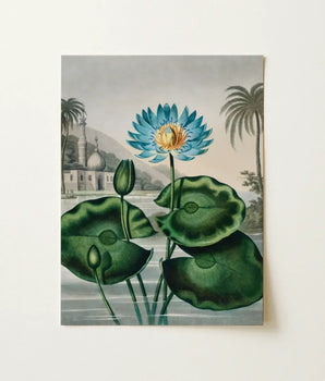 Vibrant Blue Lotus Flower Golden Center Surrounded Lush Robert John Thornton, Egyptian, Masterfully