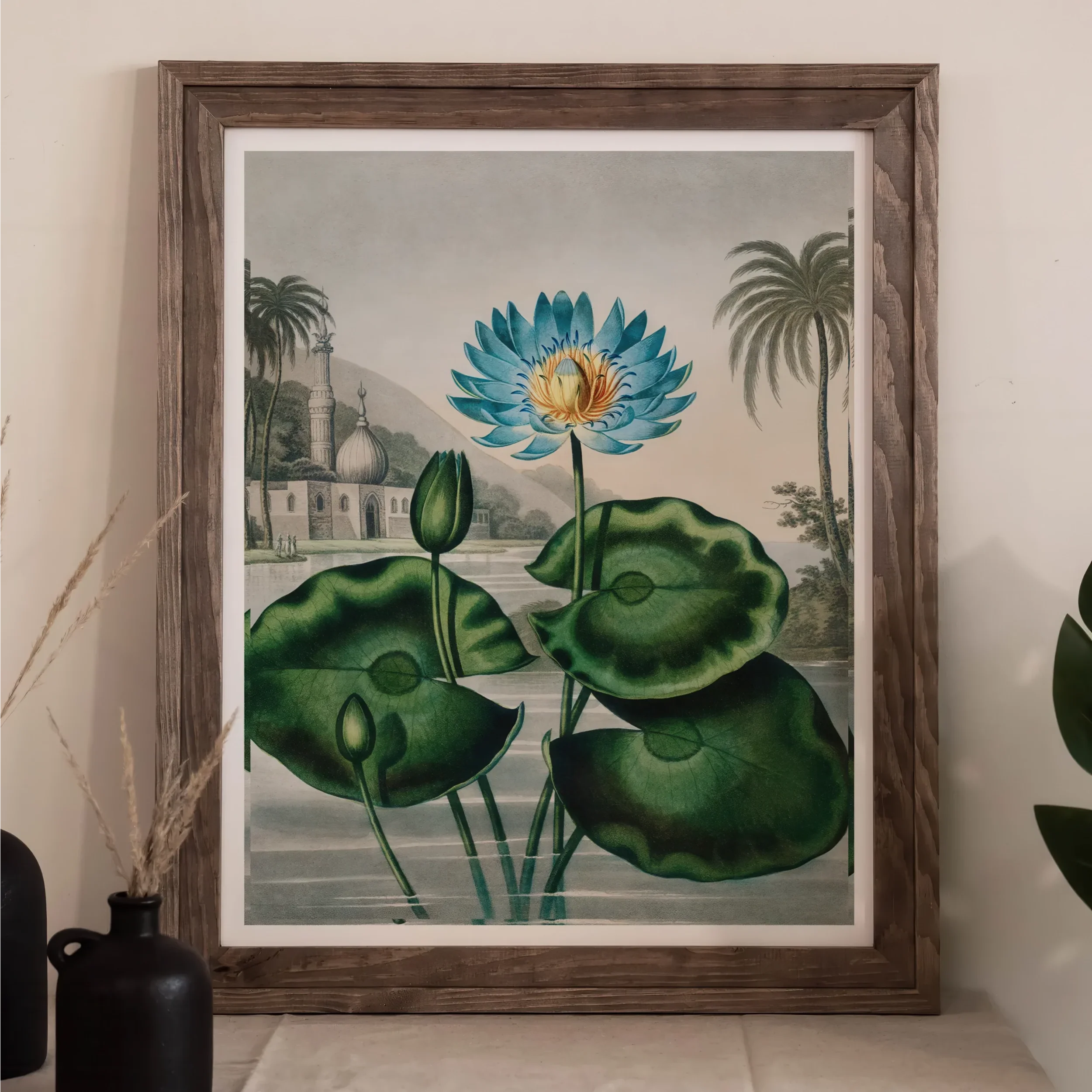 Blue Egyptian Water Lily - Robert John Thornton Art Print 11’’x14’’ / Unframed Posters Prints & Visual Artwork