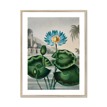 Blue Egyptian Water Lily - Robert John Thornton Art Print, Blue Water Lily Green Pads