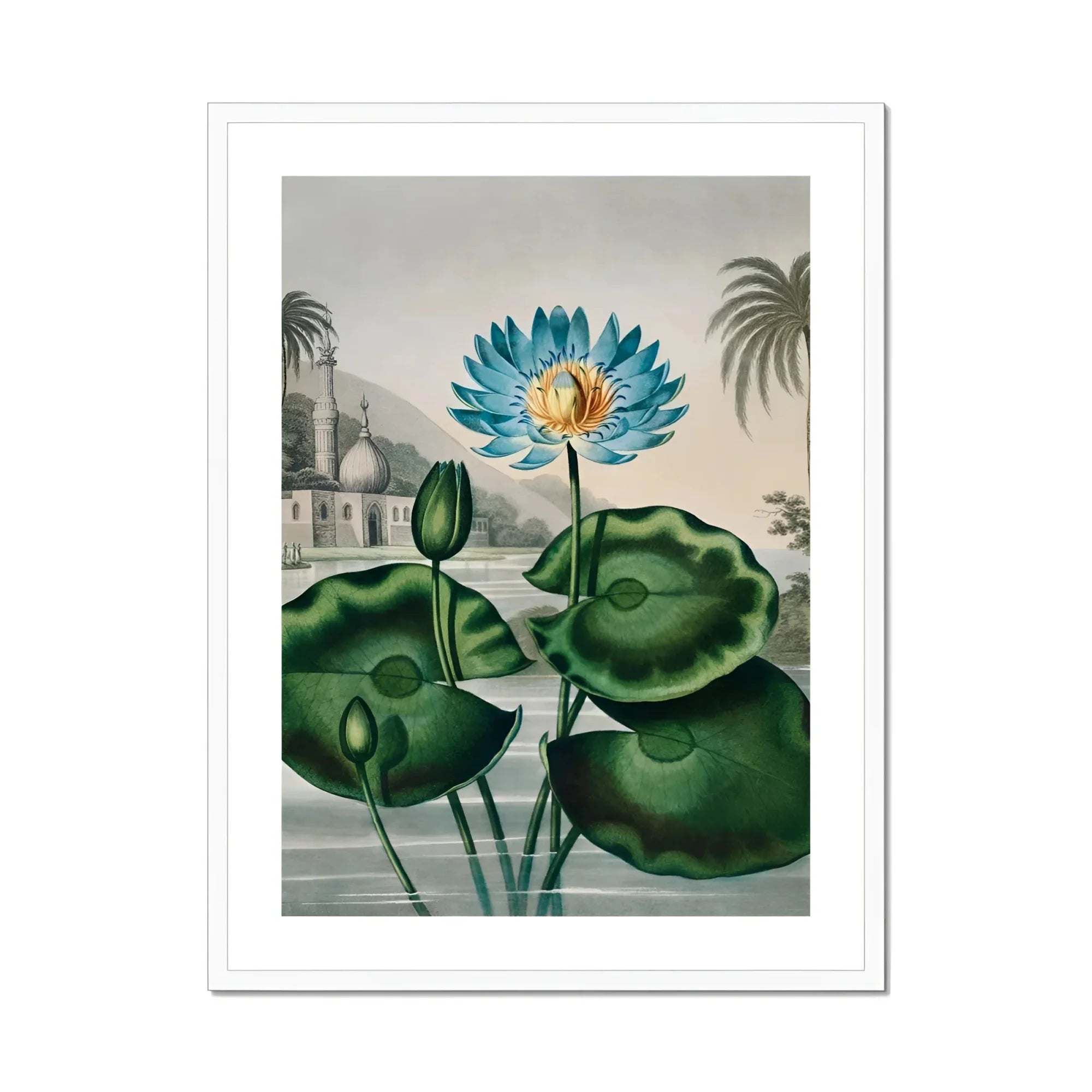 Blue Egyptian Water Lily - Robert John Thornton Art Print, Blue Water Lily Green Pads