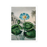 Blue Egyptian Water Lily - Robert John Thornton Art Print, Blue Lotus Flower Green Lily Pads