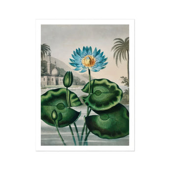 Blue Egyptian Water Lily - Robert John Thornton Art Print, Blue Lotus Flower Green Lily Pads