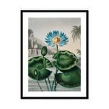 Blue Egyptian Water Lily - Robert John Thornton Art Print, Blue Lotus Flower Green Lily Pads Stems