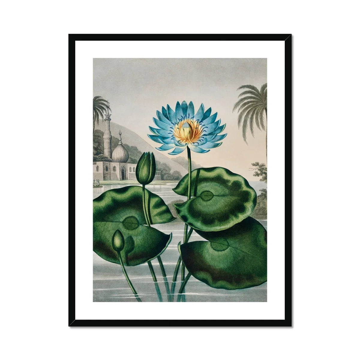 Blue Egyptian Water Lily - Robert John Thornton Art Print Posters Prints & Visual Artwork