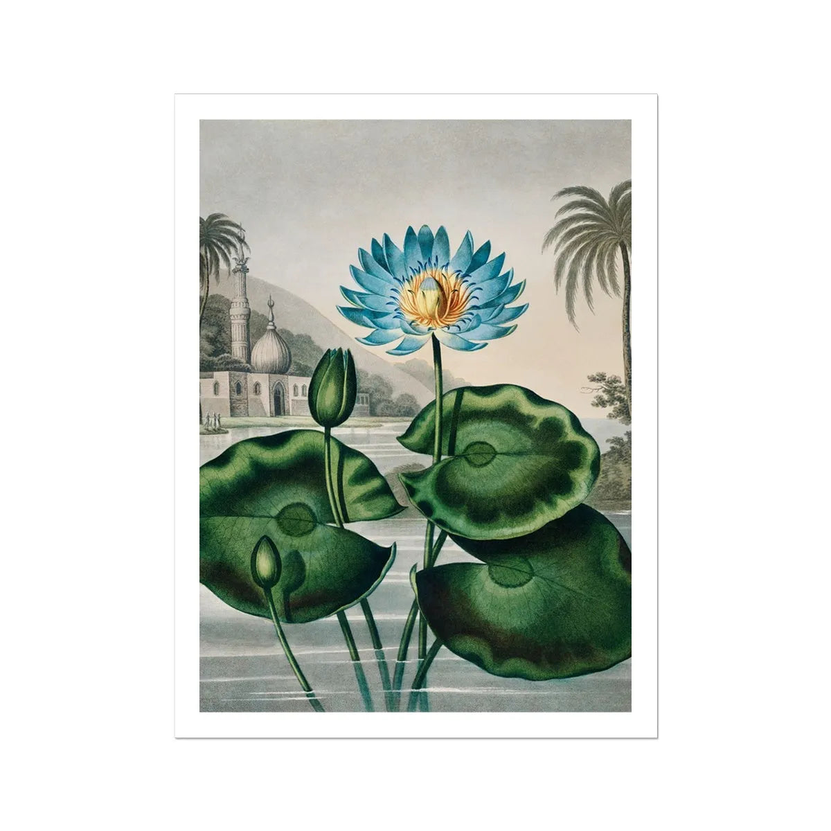 Blue Egyptian Water Lily By Robert John Thornton Fine Art Print - 24’x32’ - Posters Prints & Visual Artwork