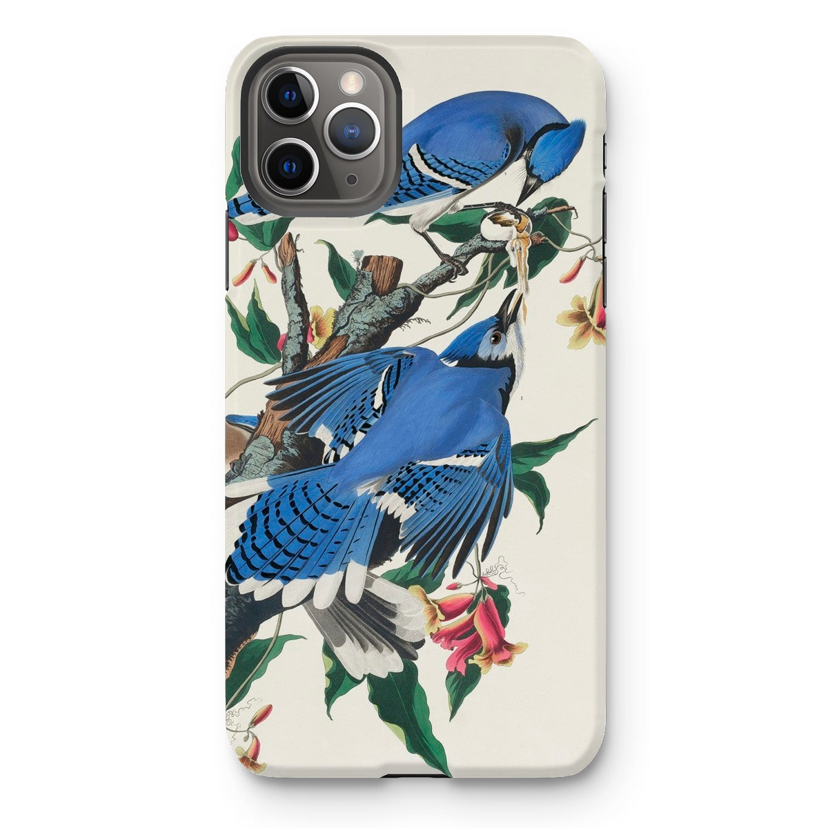 Blue Jays - John James Audubon Iphone Case - 11 Pro Max / Matte