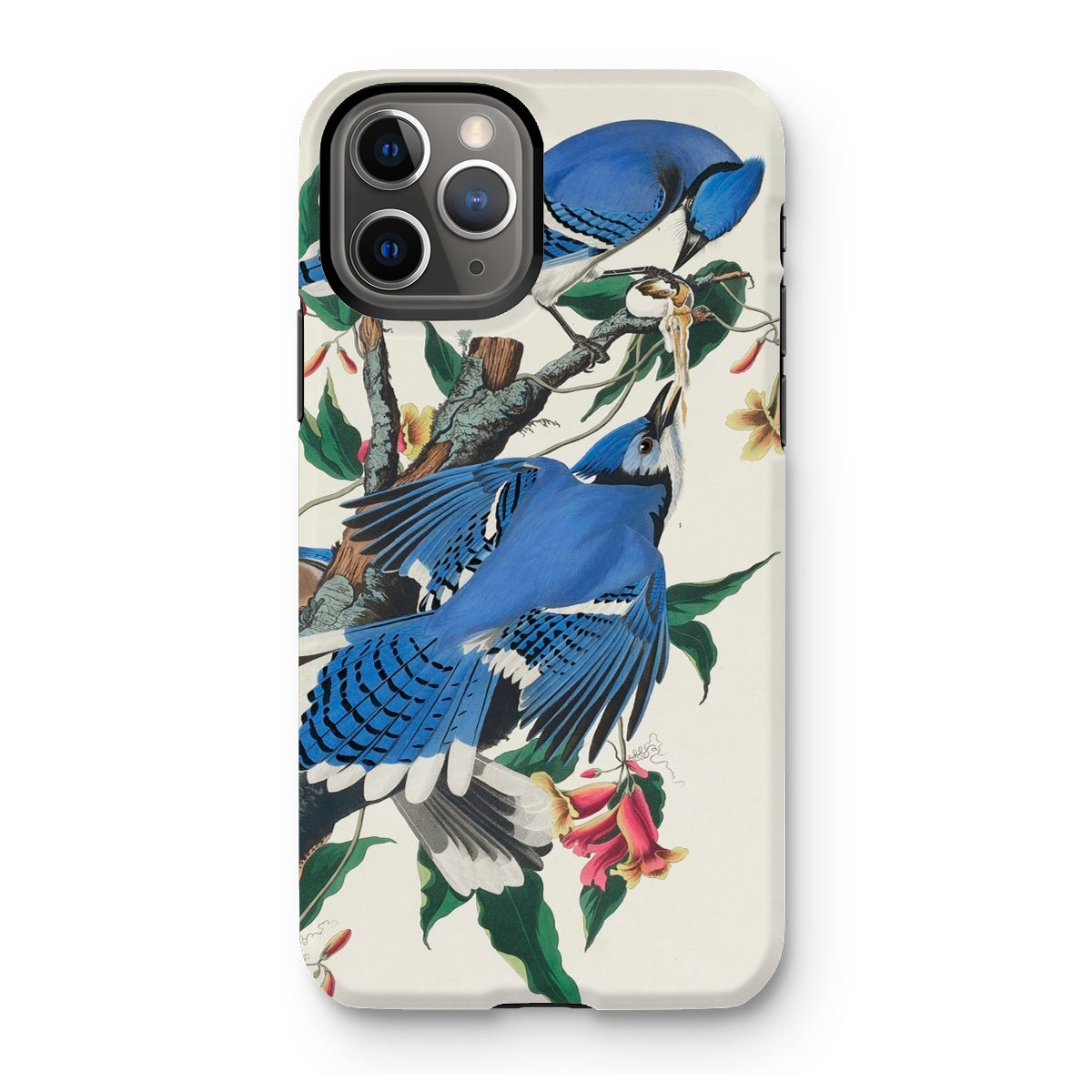 Blue Jays - John James Audubon Iphone Case - 11 Pro / Matte