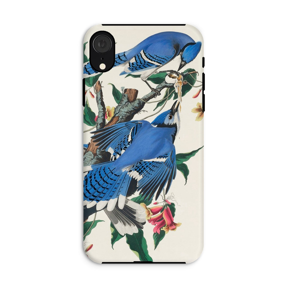 Blue Jays John James Audubon Iphone Case, Xr / Matte, Blue Jay Bird Phone Case