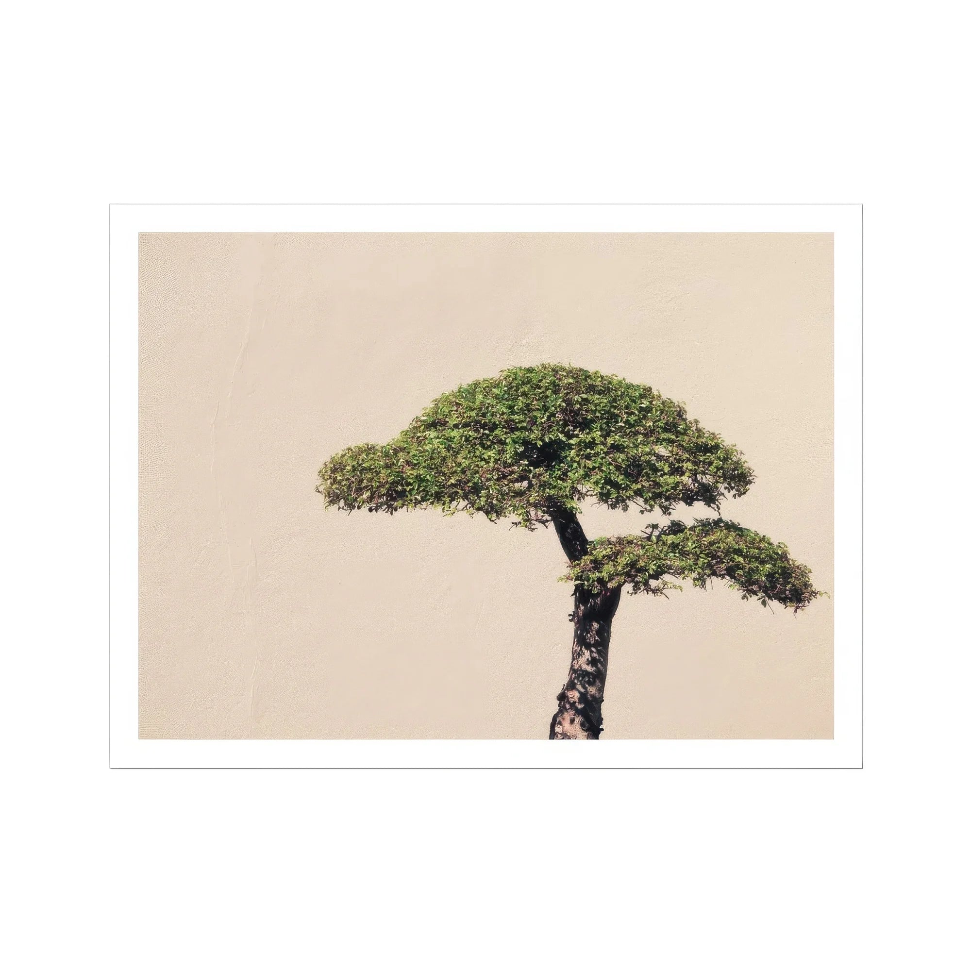 Me Myself & Bonsai - Photography Art Print Posters Prints Visual Artwork