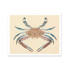 Blue Crab - Luigi Balugani Marine Life Art Print Posters Prints & Visual Artwork