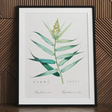 Bush Cane - Pierre-joseph Redouté Botanist Art Print, 30x40’’ / 76x101cm / Unframed, Framed Botanical Illustration Green Plant Long Leaves