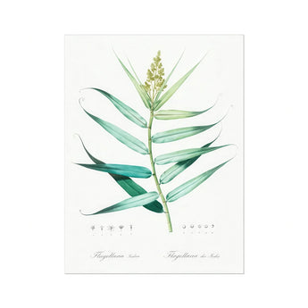 Bush Cane - Pierre-joseph Redouté Botanist Art Print, Botanical Illustration Green Plant Stem Elongated Leaves Spike