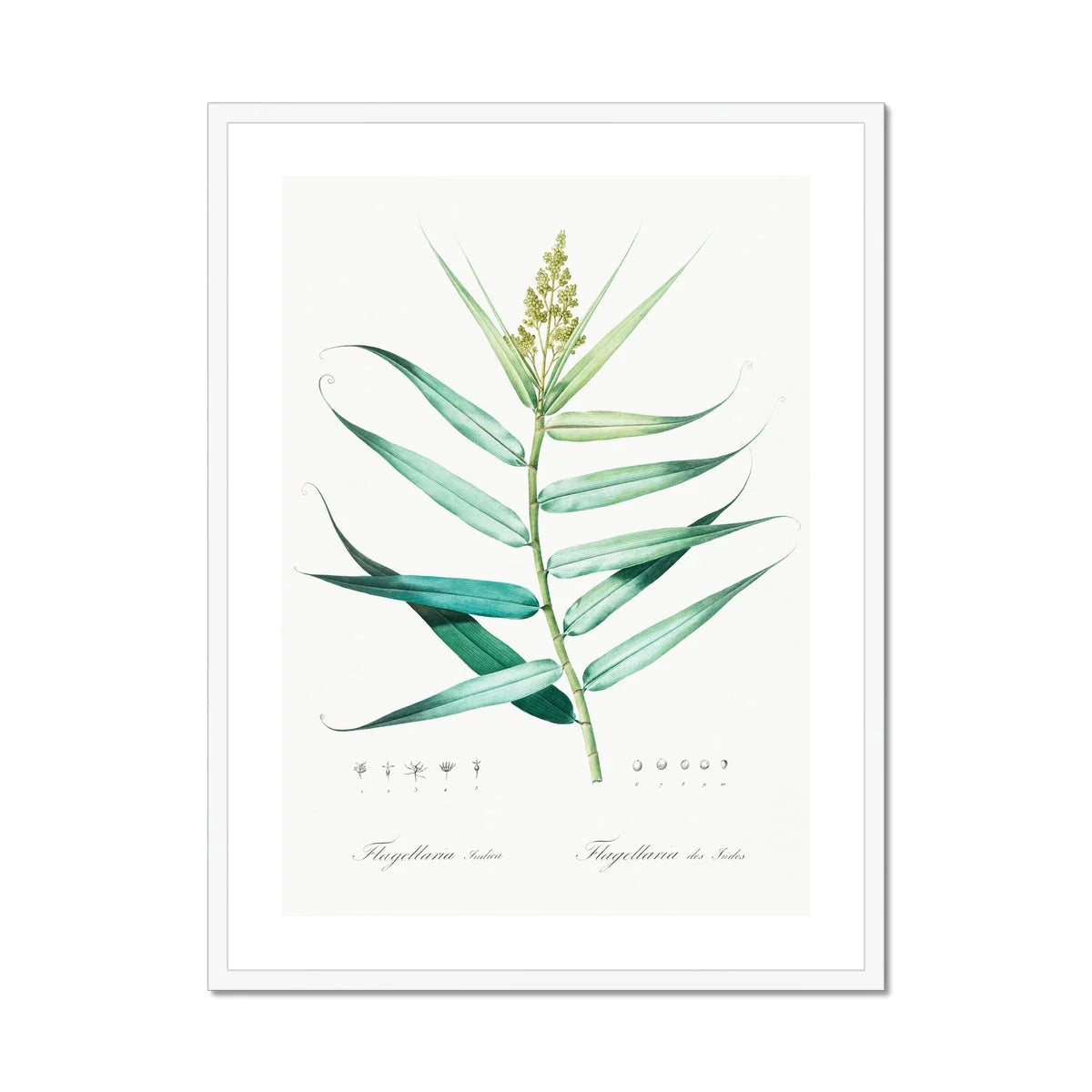 Bush Cane - Pierre-joseph Redouté Botanist Art Print