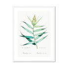 Bush Cane - Pierre-joseph Redouté Botanist Art Print