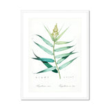 Bush Cane - Pierre-joseph Redouté Botanist Art Print, Botanical Illustration Green Plant Stem Elongated Leaves Spike
