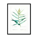 Bush Cane - Pierre-joseph Redouté Botanist Art Print, Botanical Illustration Green Plant Stem Elongated Leaves Spike