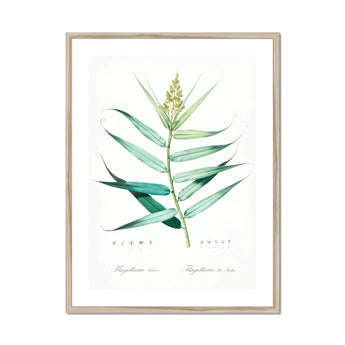 Bush Cane - Pierre-joseph Redouté Botanist Art Print, Botanical Watercolor Illustration Green Plant Stem Elongated Leaves