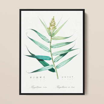Bush Cane - Pierre-joseph Redouté Botanist Art Print / Canvas, 12x16’’ / 31x41cm / Black Frame, Posters Prints & Visual Artwork, Toby Leon