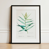 Bush Cane - Pierre-joseph Redouté Botanist Art Print / Canvas, 12x16’’ / 31x41cm / Black Frame / Matboard, Posters Prints & Visual