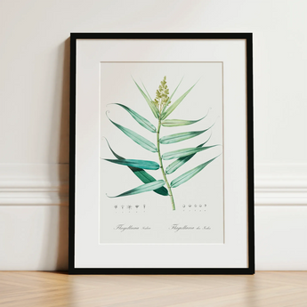 Bush Cane - Pierre-joseph Redouté Botanist Art Print / Canvas, 12x16’’ / 31x41cm / Black Frame / Matboard, Posters Prints & Visual