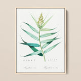 Bush Cane - Pierre-joseph Redouté Botanist Art Print / Canvas, 12x16’’ / 31x41cm / Natural Frame, Posters Prints & Visual Artwork, Toby