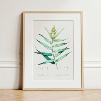 Bush Cane - Pierre-joseph Redouté Botanist Art Print / Canvas, 12x16’’ / 31x41cm / Natural Frame / Matboard, Posters Prints & Visual