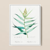Bush Cane - Pierre-joseph Redouté Botanist Art Print / Canvas, 12x16’’ / 31x41cm / White Frame, Posters Prints & Visual Artwork, Toby Leon