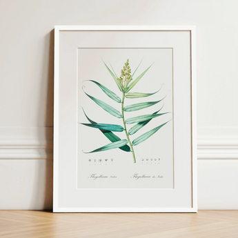 Bush Cane - Pierre-joseph Redouté Botanist Art Print / Canvas, 12x16’’ / 31x41cm / White Frame / Matboard, Posters Prints & Visual