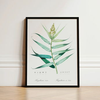 Bush Cane - Pierre-joseph Redouté Botanist Art Print / Canvas Framed Botanical Illustration Detailed Green Plant Elongated Leaves Redouté,