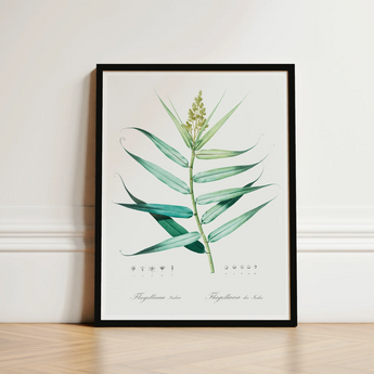 Bush Cane - Pierre-joseph Redouté Botanist Art Print / Canvas Framed Botanical Illustration Detailed Green Plant Elongated Redouté,