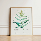 Bush Cane - Pierre-joseph Redouté Botanist Art Print / Canvas Framed Botanical Illustration Detailed Green Plant Long Redouté, Redouté’s,