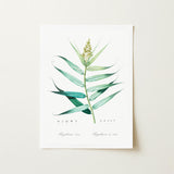 Bush Cane - Pierre-joseph Redouté Botanist Art Print / Canvas Botanical Illustration Plant Long Slender Green Leaves Redouté, Redouté’s,