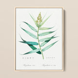 Bush Cane - Pierre-joseph Redouté Botanist Art Print / Canvas Framed Botanical Illustration Print Detailed Depiction Green Bamboo