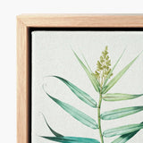 Bush Cane - Pierre-joseph Redouté Botanist Art Print / Canvas Framed Botanical Illustration Detailed Green Bamboo Plant Slender Redouté,