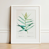 Bush Cane - Pierre-joseph Redouté Botanist Art Print / Canvas Framed Botanical Illustration Print Detailed Green Plant Elongated